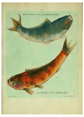 Reproducción/Reproduction 6055791757: Histoire naturelle des dorades de la Chine Paris :[s.n.],1780
