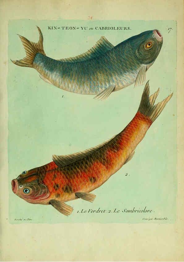 Reproducción/Reproduction 6055791757: Histoire naturelle des dorades de la Chine Paris :[s.n.],1780