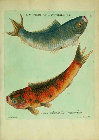 Reproducción/Reproduction 6055791757: Histoire naturelle des dorades de la Chine Paris :[s.n.],1780