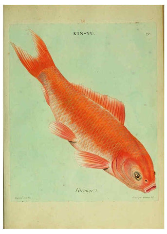 Reproducción/Reproduction 6055792269: Histoire naturelle des dorades de la Chine Paris :[s.n.],1780