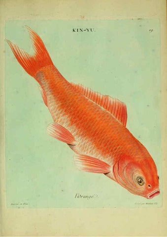 Reproducción/Reproduction 6055792269: Histoire naturelle des dorades de la Chine Paris :[s.n.],1780