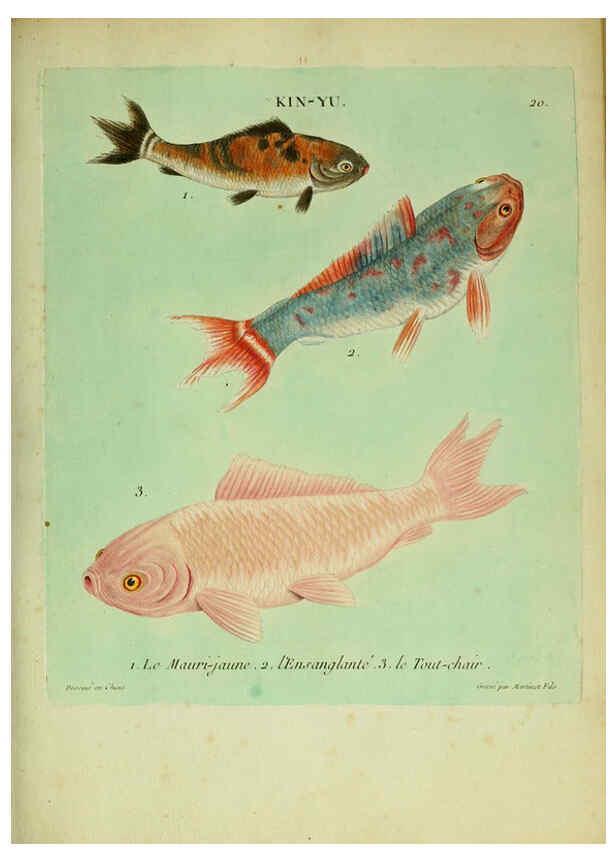 Reproducción/Reproduction 6055792571: Histoire naturelle des dorades de la Chine Paris :[s.n.],1780