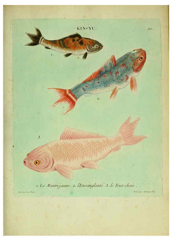 Reproducción/Reproduction 6055792571: Histoire naturelle des dorades de la Chine Paris :[s.n.],1780