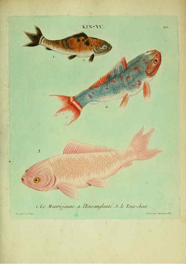 Reproducción/Reproduction 6055792571: Histoire naturelle des dorades de la Chine Paris :[s.n.],1780