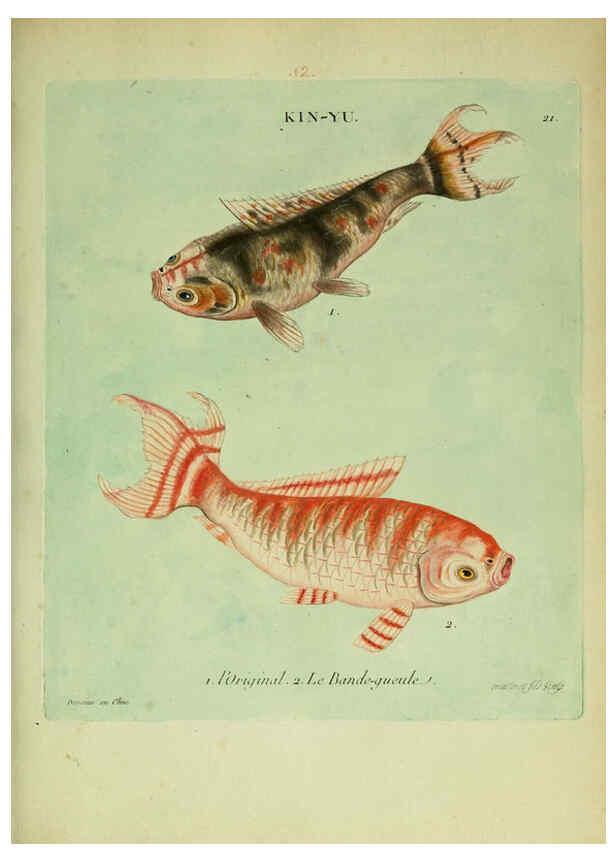 Reproducción/Reproduction 6055792757: Histoire naturelle des dorades de la Chine Paris :[s.n.],1780