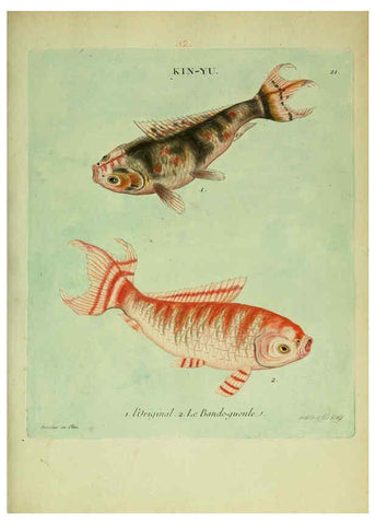 Reproducción/Reproduction 6055792757: Histoire naturelle des dorades de la Chine Paris :[s.n.],1780