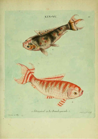 Reproducción/Reproduction 6055792757: Histoire naturelle des dorades de la Chine Paris :[s.n.],1780