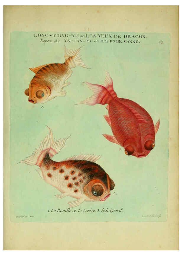 Reproducción/Reproduction 6056339504: Histoire naturelle des dorades de la Chine Paris :[s.n.],1780