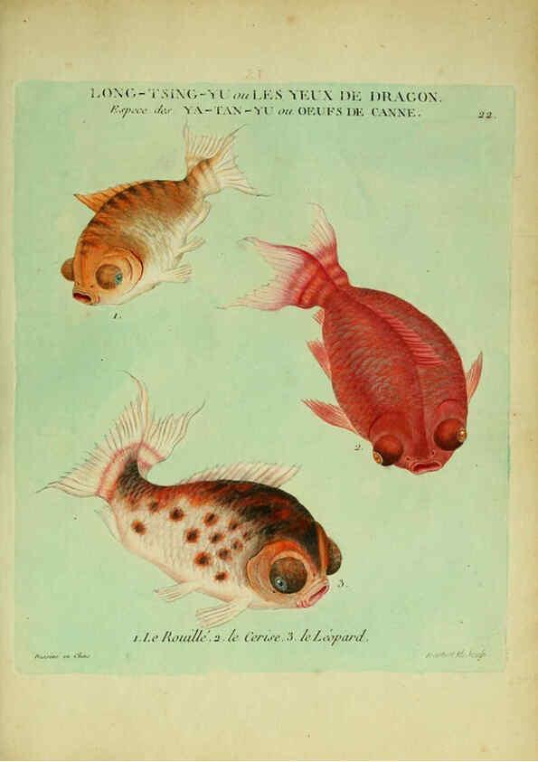 Reproducción/Reproduction 6056339504: Histoire naturelle des dorades de la Chine Paris :[s.n.],1780