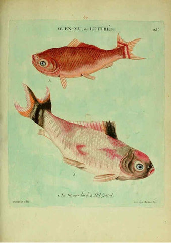 Reproducción/Reproduction 6056339802: Histoire naturelle des dorades de la Chine Paris :[s.n.],1780