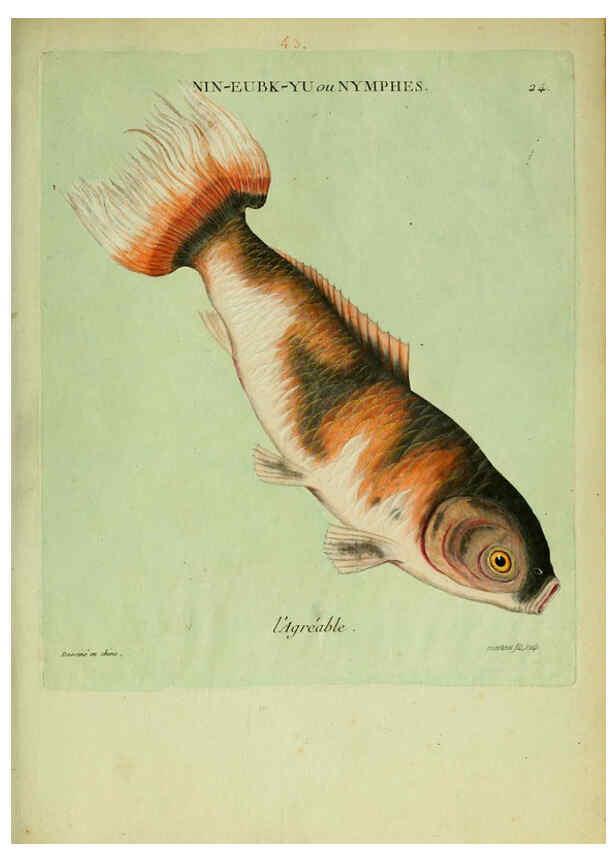 Reproducción/Reproduction 6055793415: Histoire naturelle des dorades de la Chine Paris :[s.n.],1780
