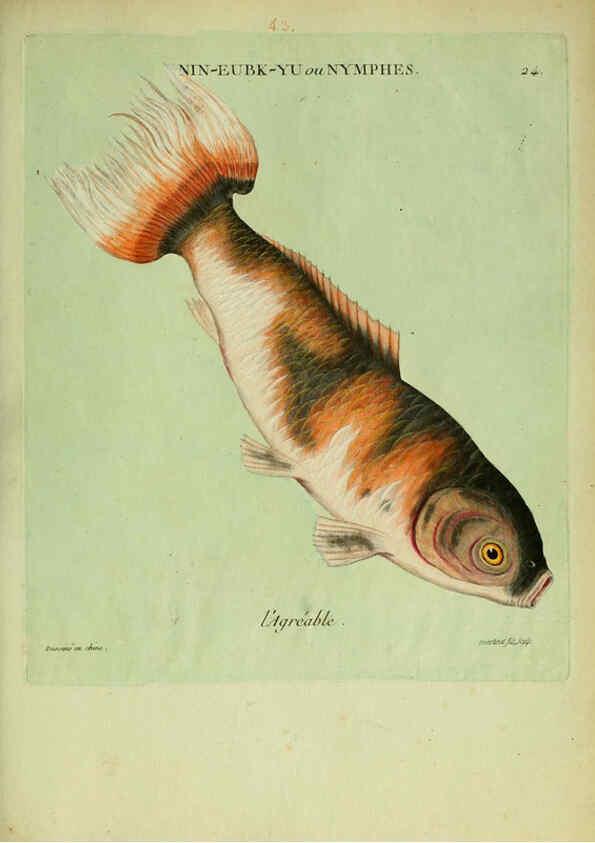 Reproducción/Reproduction 6055793415: Histoire naturelle des dorades de la Chine Paris :[s.n.],1780
