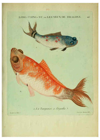 Reproducción/Reproduction 6055793829: Histoire naturelle des dorades de la Chine Paris :[s.n.],1780
