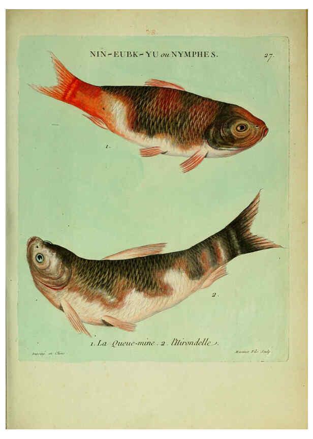 Reproducción/Reproduction 6056340612: Histoire naturelle des dorades de la Chine Paris :[s.n.],1780