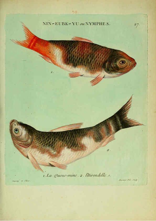 Reproducción/Reproduction 6056340612: Histoire naturelle des dorades de la Chine Paris :[s.n.],1780