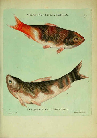 Reproducción/Reproduction 6056340612: Histoire naturelle des dorades de la Chine Paris :[s.n.],1780