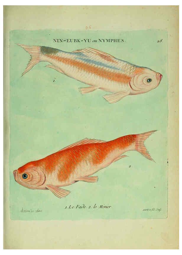 Reproducción/Reproduction 6055795051: Histoire naturelle des dorades de la Chine Paris :[s.n.],1780