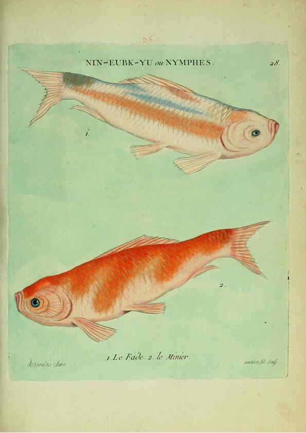 Reproducción/Reproduction 6055795051: Histoire naturelle des dorades de la Chine Paris :[s.n.],1780