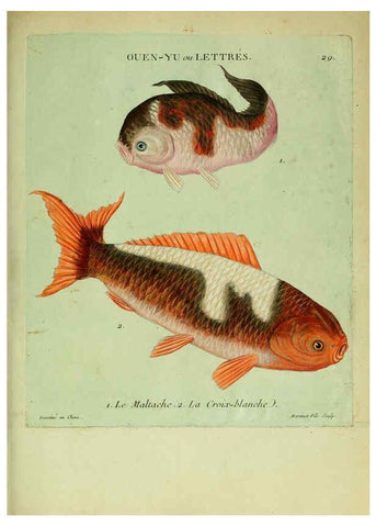 Reproducción/Reproduction 6056341788: Histoire naturelle des dorades de la Chine Paris :[s.n.],1780
