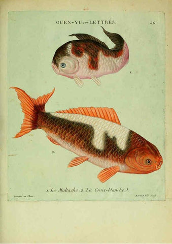 Reproducción/Reproduction 6056341788: Histoire naturelle des dorades de la Chine Paris :[s.n.],1780