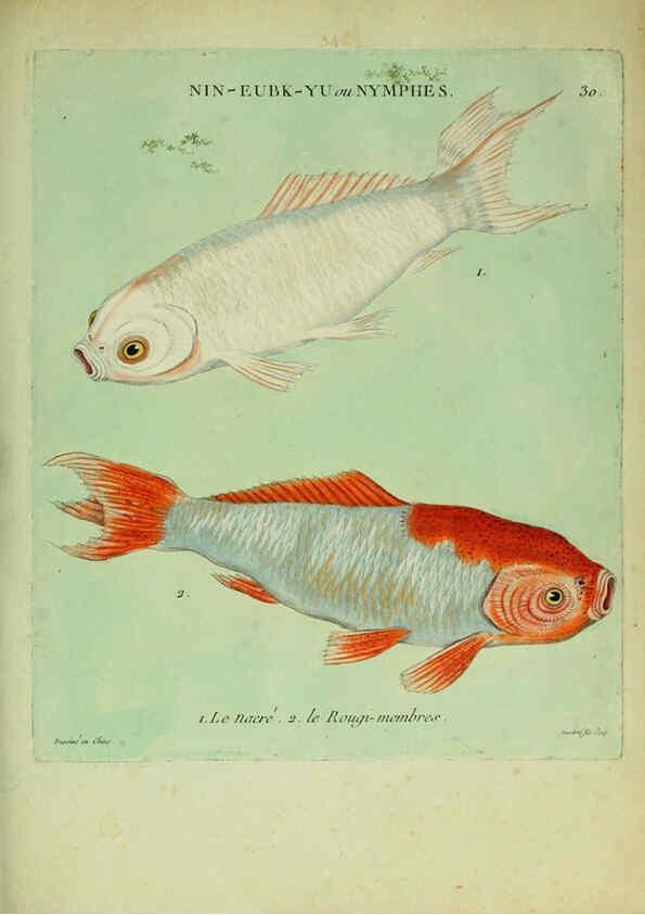 Reproducción/Reproduction 6056342046: Histoire naturelle des dorades de la Chine Paris :[s.n.],1780