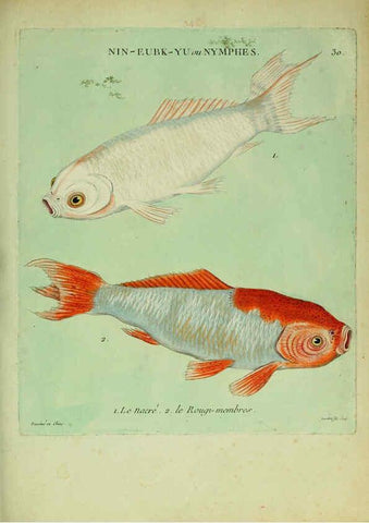 Reproducción/Reproduction 6056342046: Histoire naturelle des dorades de la Chine Paris :[s.n.],1780