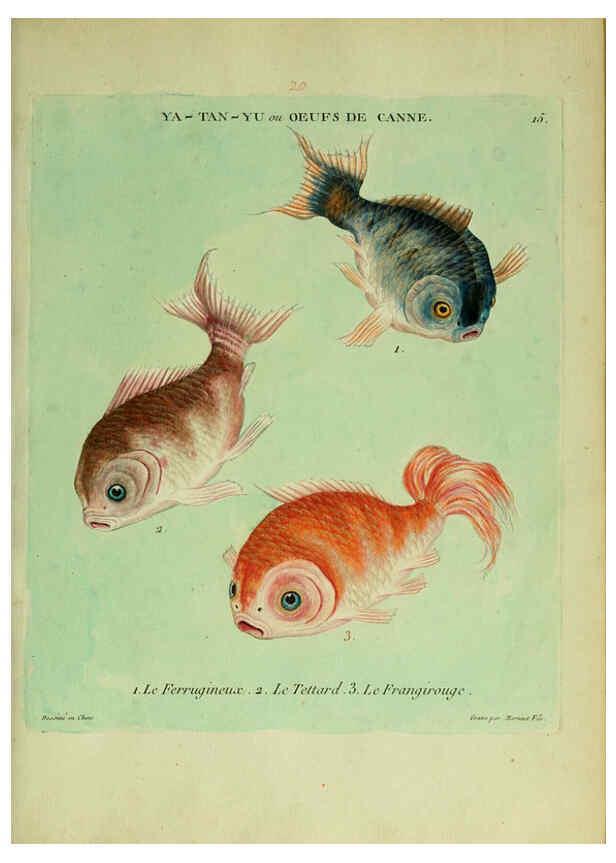 Reproducción/Reproduction 6055791227: Histoire naturelle des dorades de la Chine Paris :[s.n.],1780