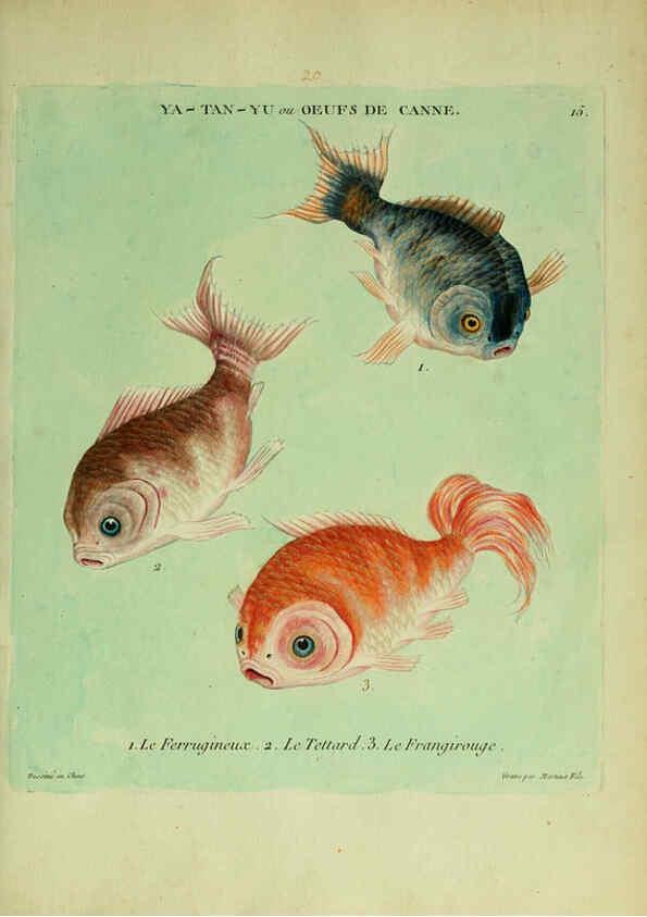 Reproducción/Reproduction 6055791227: Histoire naturelle des dorades de la Chine Paris :[s.n.],1780