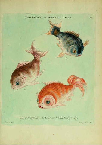 Reproducción/Reproduction 6055791227: Histoire naturelle des dorades de la Chine Paris :[s.n.],1780