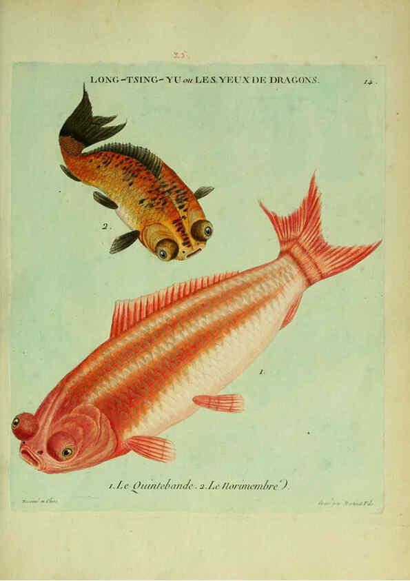 Reproducción/Reproduction 6055791037: Histoire naturelle des dorades de la Chine Paris :[s.n.],1780