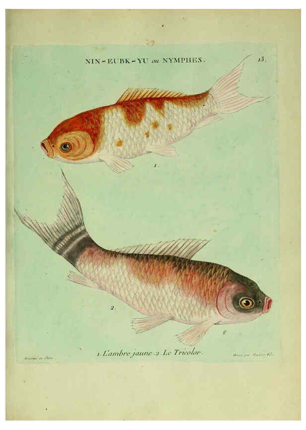 Reproducción/Reproduction 6055790839: Histoire naturelle des dorades de la Chine Paris :[s.n.],1780