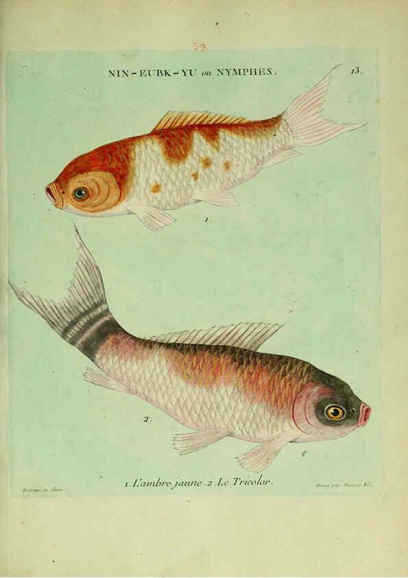 Reproducción/Reproduction 6055790839: Histoire naturelle des dorades de la Chine Paris :[s.n.],1780