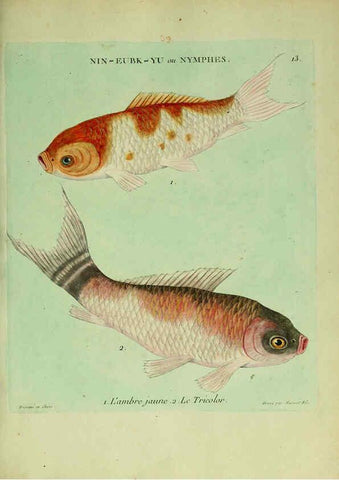 Reproducción/Reproduction 6055790839: Histoire naturelle des dorades de la Chine Paris :[s.n.],1780
