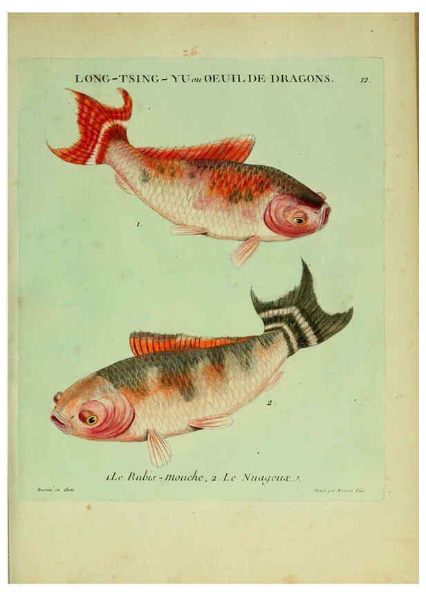 Reproducción/Reproduction 6056337120: Histoire naturelle des dorades de la Chine Paris :[s.n.],1780