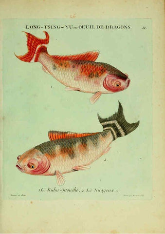 Reproducción/Reproduction 6056337120: Histoire naturelle des dorades de la Chine Paris :[s.n.],1780