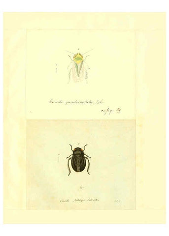 Reproducción/Reproduction 6056303850: Faunae insectorum Germanicae initia Nuremberg :Felsecker,1792-1823 