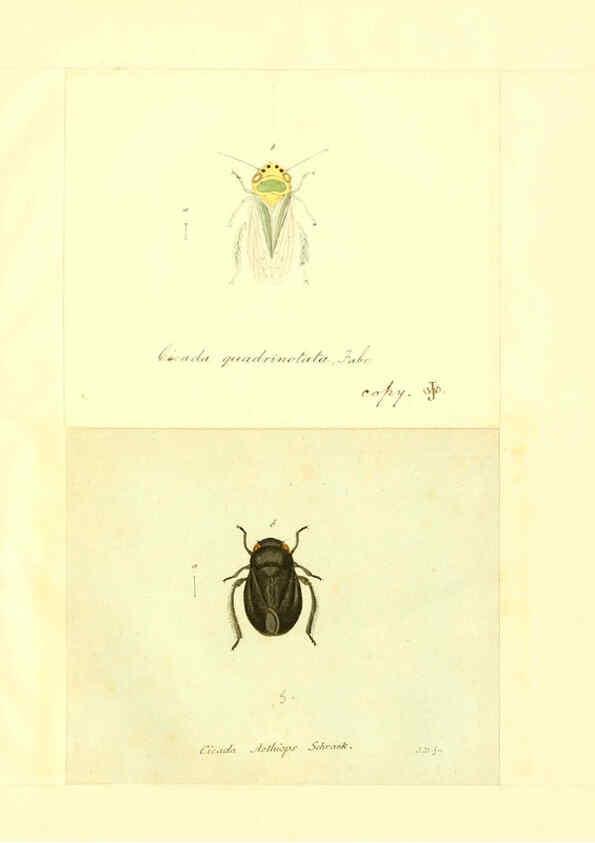 Reproducción/Reproduction 6056303850: Faunae insectorum Germanicae initia Nuremberg :Felsecker,1792-1823 