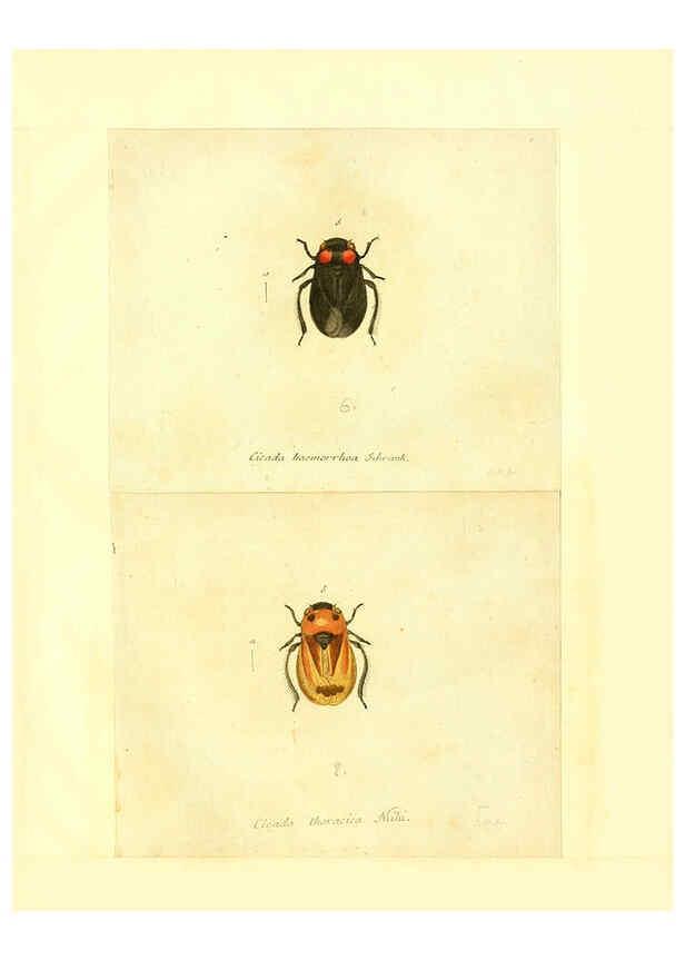 Reproducción/Reproduction 6055757683: Faunae insectorum Germanicae initia Nuremberg :Felsecker,1792-1823 