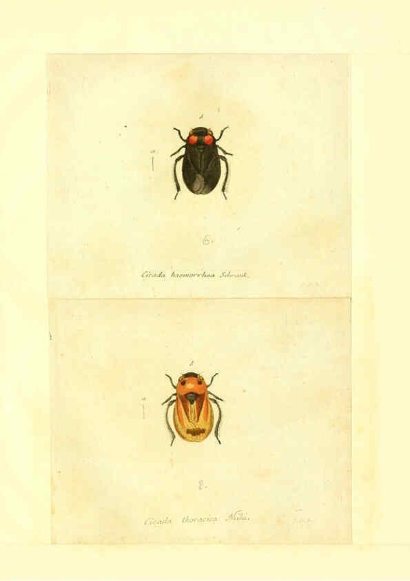 Reproducción/Reproduction 6055757683: Faunae insectorum Germanicae initia Nuremberg :Felsecker,1792-1823 