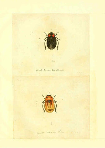 Reproducción/Reproduction 6055757683: Faunae insectorum Germanicae initia Nuremberg :Felsecker,1792-1823 