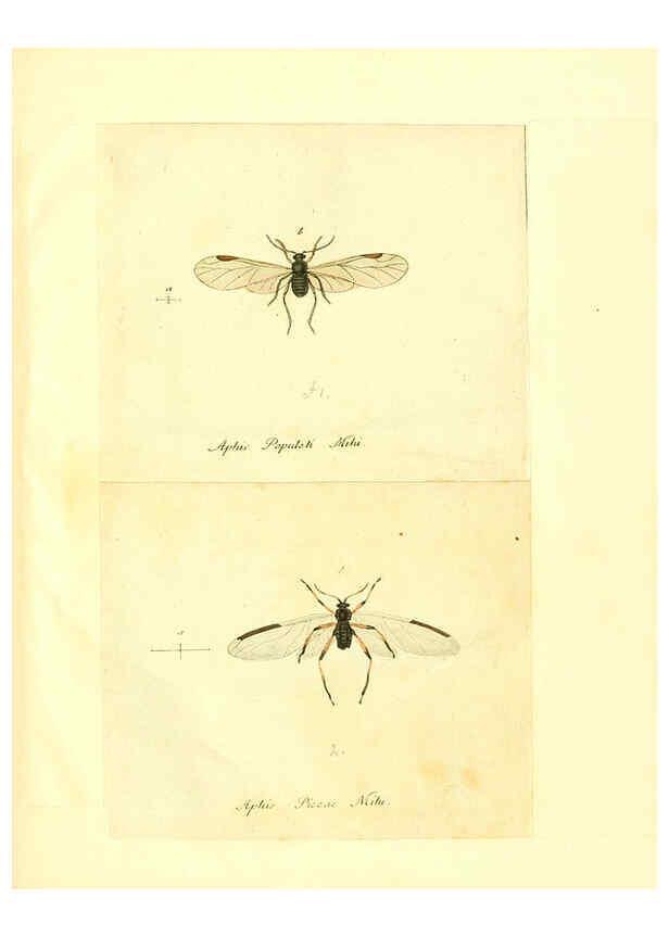 Reproducción/Reproduction 6056304514: Faunae insectorum Germanicae initia Nuremberg :Felsecker,1792-1823 