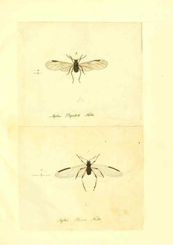 Reproducción/Reproduction 6056304514: Faunae insectorum Germanicae initia Nuremberg :Felsecker,1792-1823 