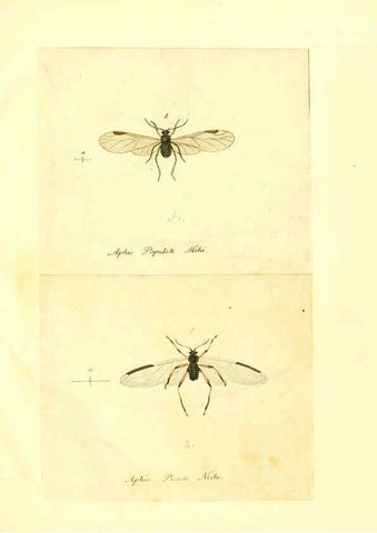 Reproducción/Reproduction 6056304514: Faunae insectorum Germanicae initia Nuremberg :Felsecker,1792-1823 