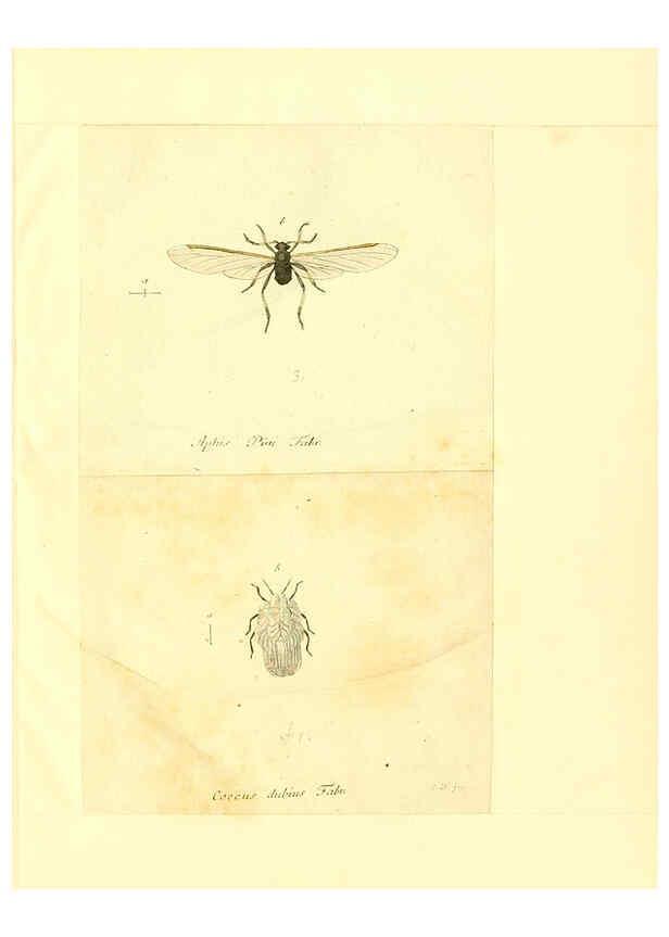 Reproducción/Reproduction 6056304810: Faunae insectorum Germanicae initia Nuremberg :Felsecker,1792-1823 