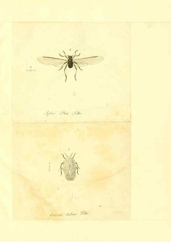 Reproducción/Reproduction 6056304810: Faunae insectorum Germanicae initia Nuremberg :Felsecker,1792-1823 
