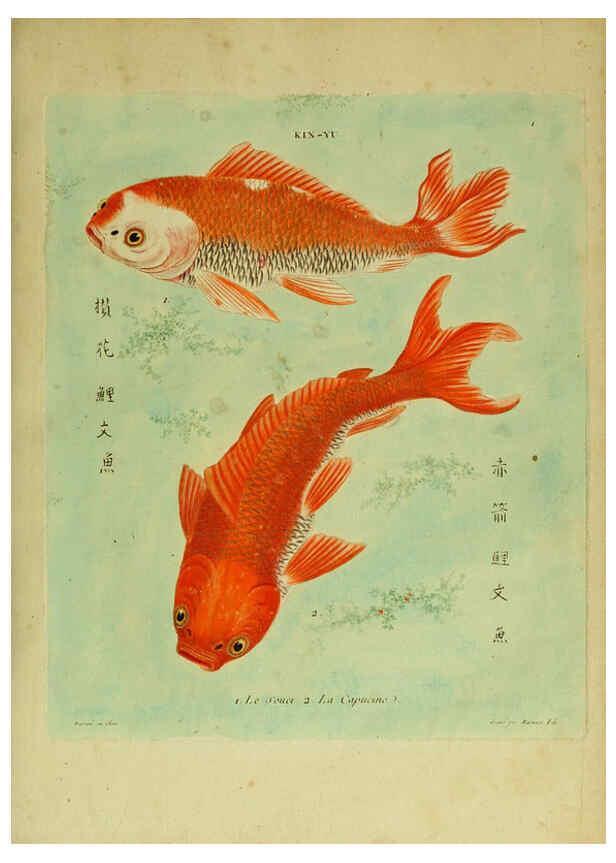Reproducción/Reproduction 6055787379: Histoire naturelle des dorades de la Chine Paris :[s.n.],1780