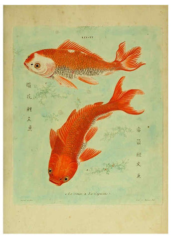 Reproducción/Reproduction 6055787379: Histoire naturelle des dorades de la Chine Paris :[s.n.],1780