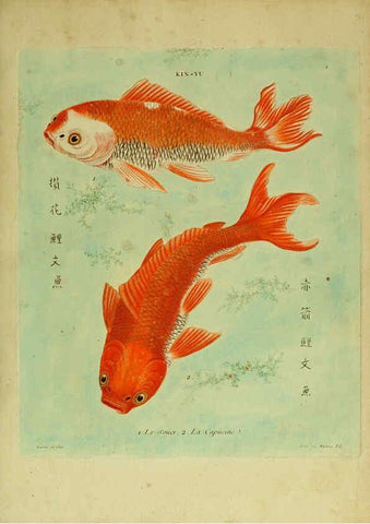 Reproducción/Reproduction 6055787379: Histoire naturelle des dorades de la Chine Paris :[s.n.],1780