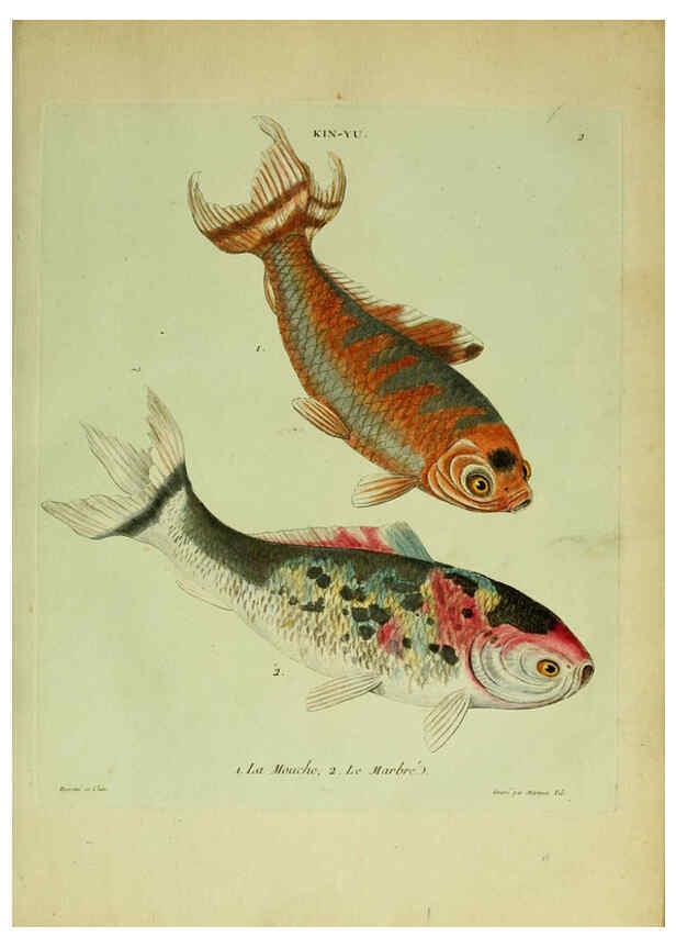 Reproducción/Reproduction 6056334126: Histoire naturelle des dorades de la Chine Paris :[s.n.],1780