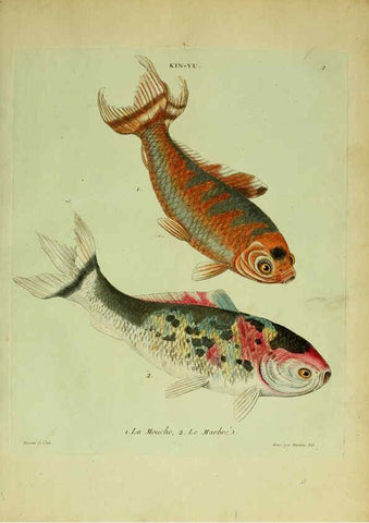 Reproducción/Reproduction 6056334126: Histoire naturelle des dorades de la Chine Paris :[s.n.],1780